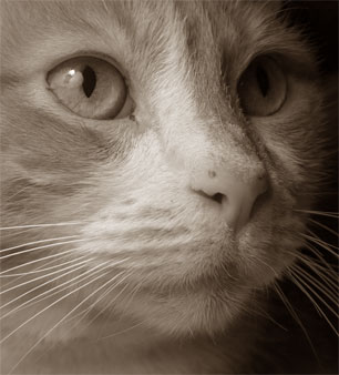 Lucy